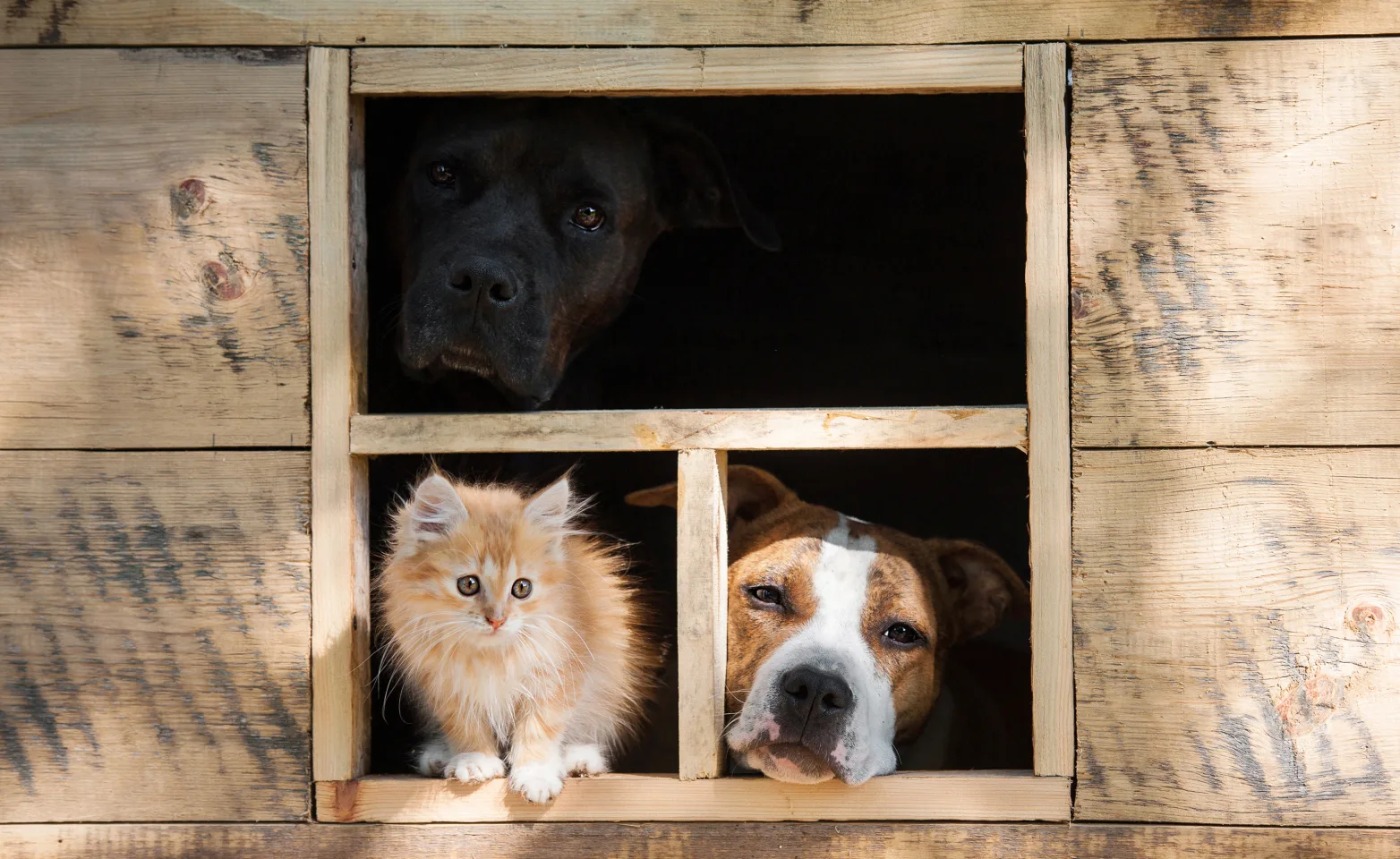 dogs and cat staring out a window